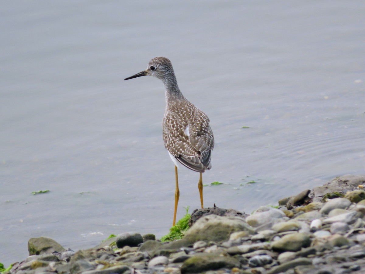 Lesser Yellowlegs - ML622528343