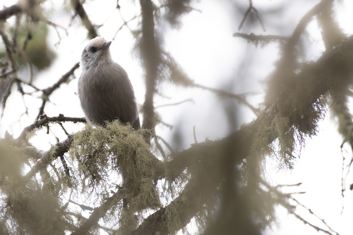 Canada Jay (Rocky Mts.) - ML622528348