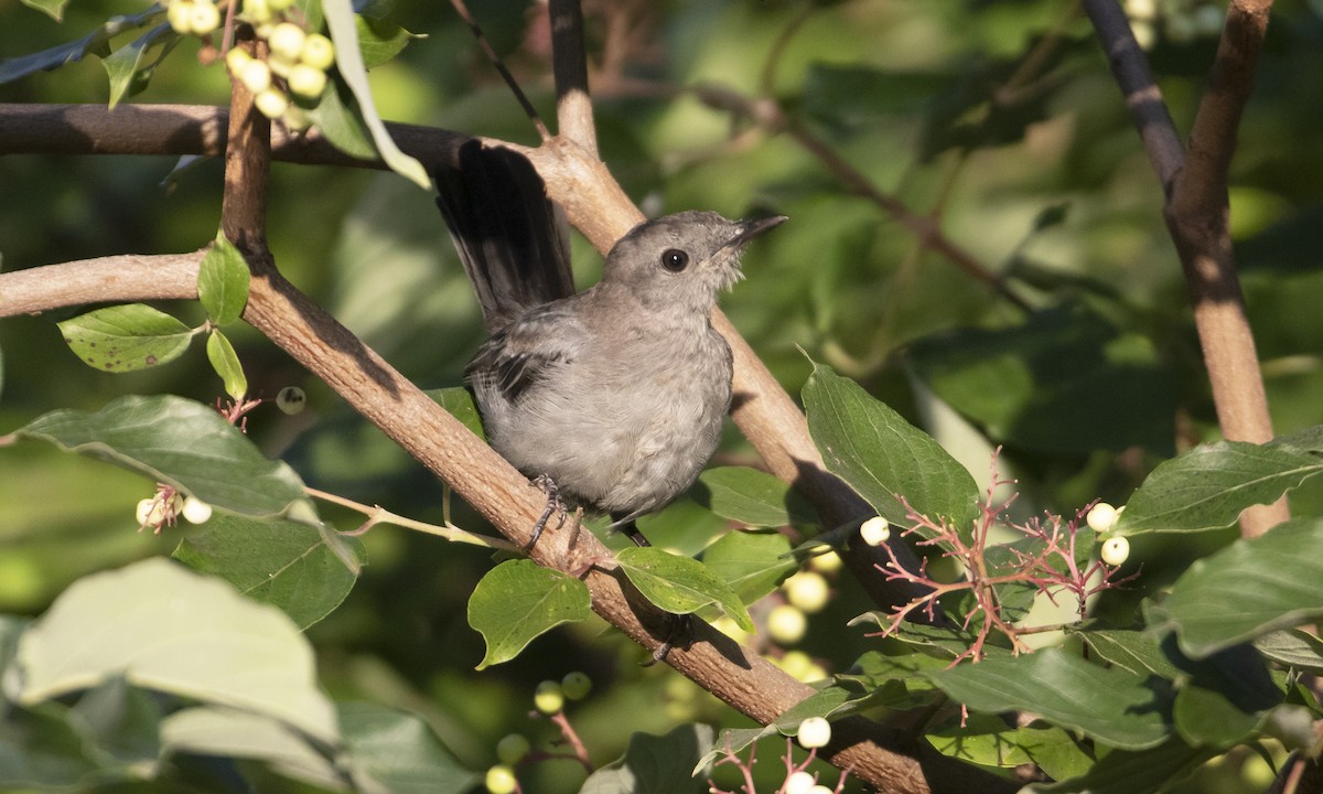 Katzenspottdrossel - ML622528361