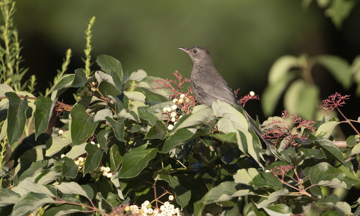 Katzenspottdrossel - ML622528362