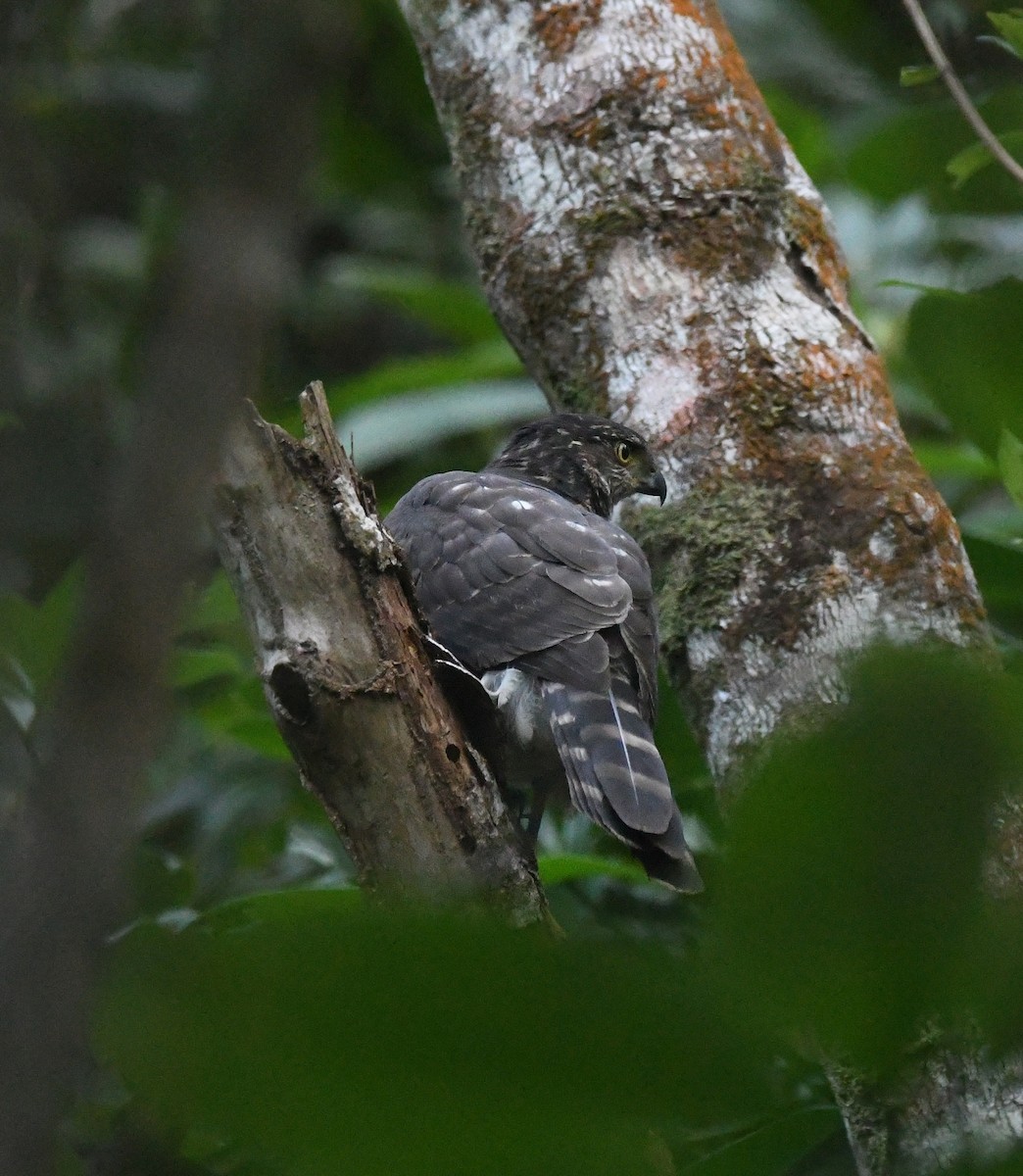 Gavilán Bicolor - ML622528378