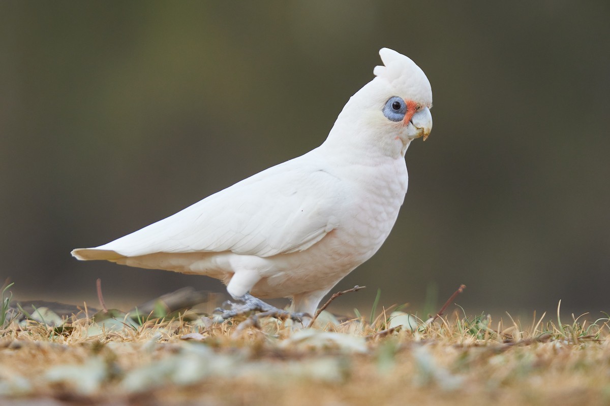 Little Corella - ML622528432