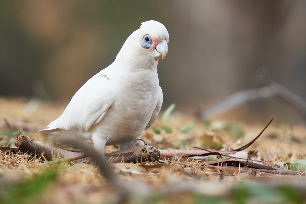 Little Corella - ML622528433