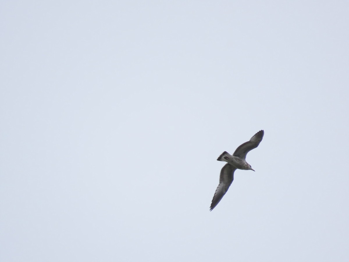 Ring-billed Gull - ML622528440