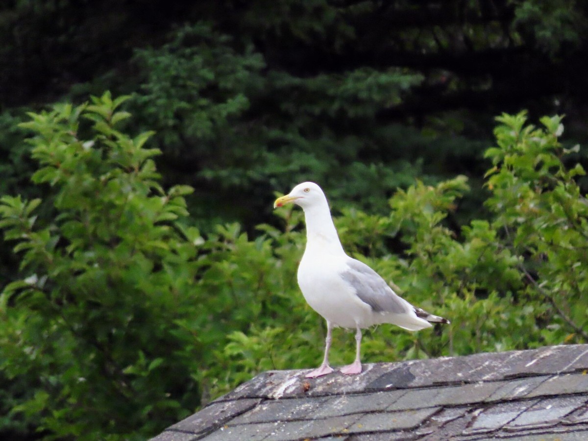 Herring Gull (American) - ML622528442