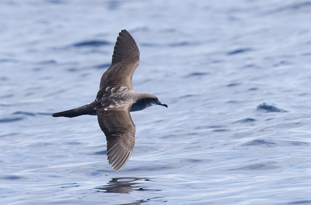 Wedge-tailed Shearwater - manuel grosselet