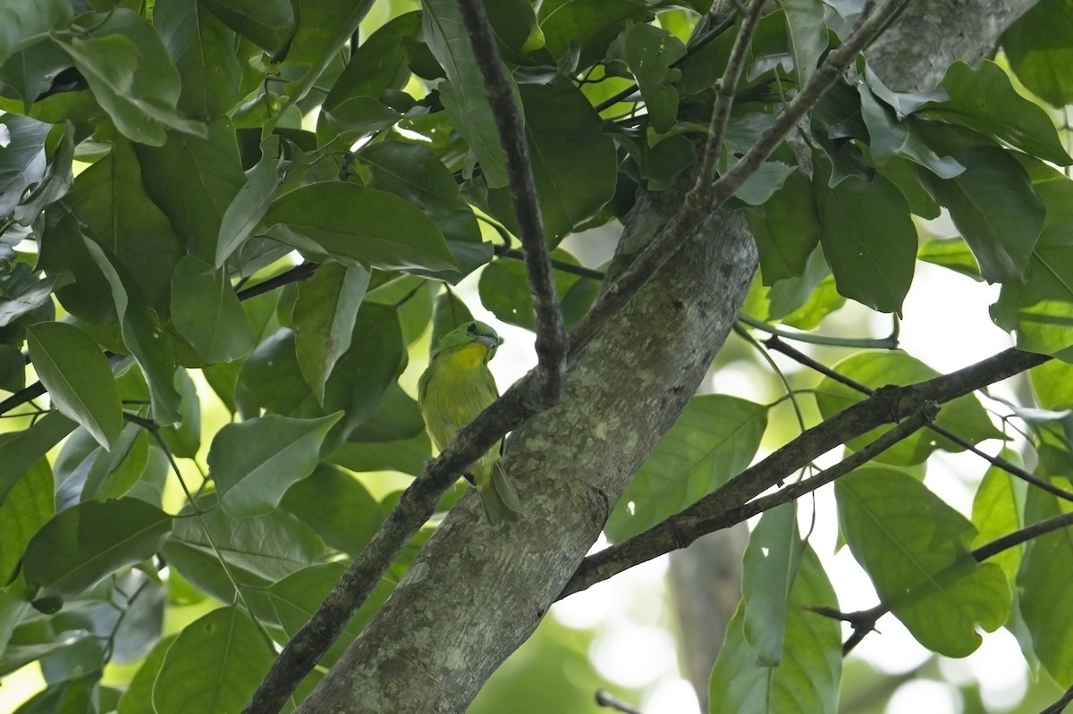 Green Shrike-Vireo - ML622528472