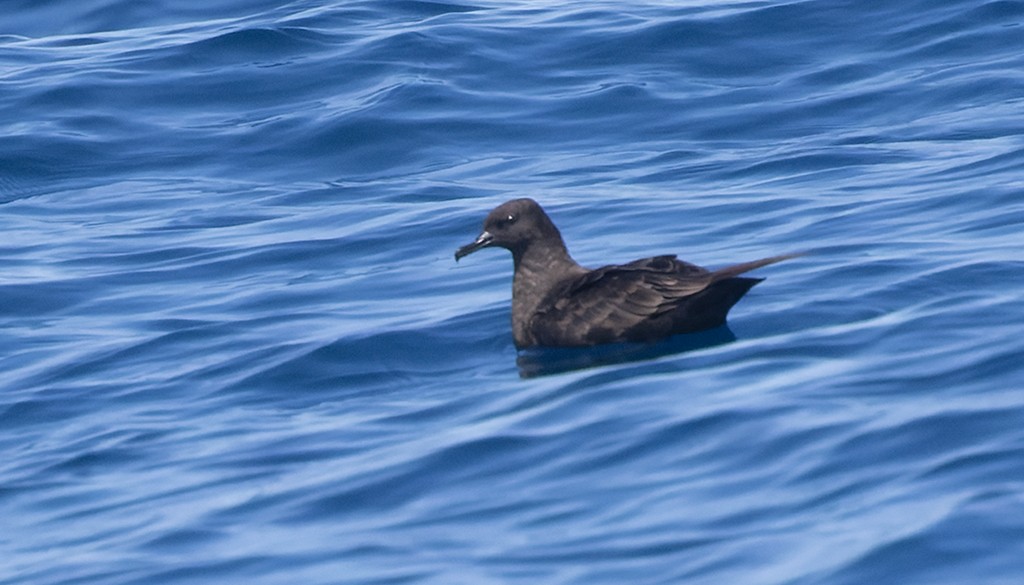 Christmas Shearwater - ML622528480