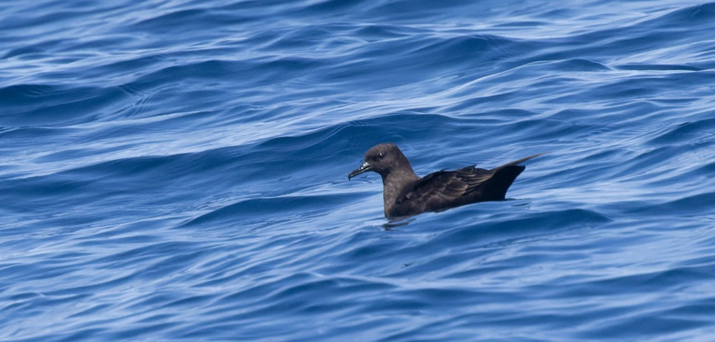 Christmas Shearwater - ML622528481