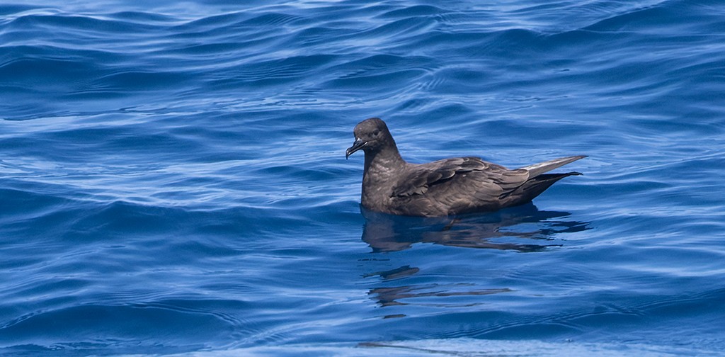 Christmas Shearwater - ML622528482