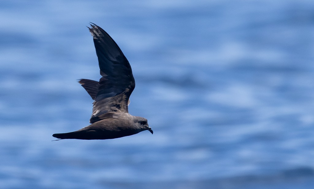 Markham's Storm-Petrel - ML622528518