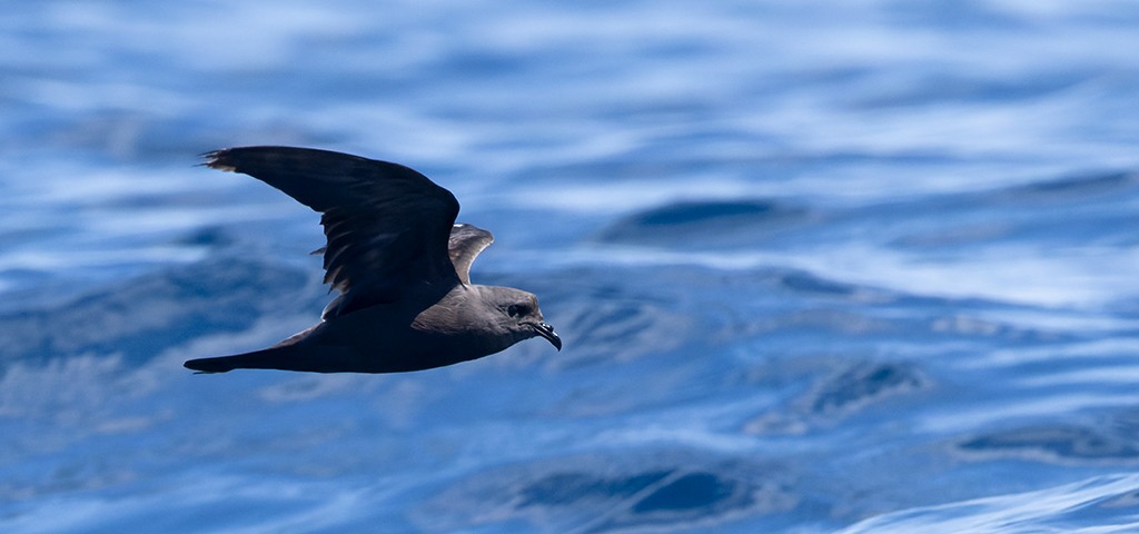 Markham's Storm-Petrel - manuel grosselet