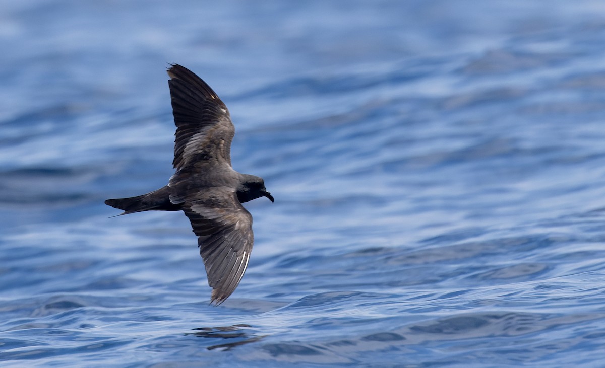 Markham's Storm-Petrel - ML622528520