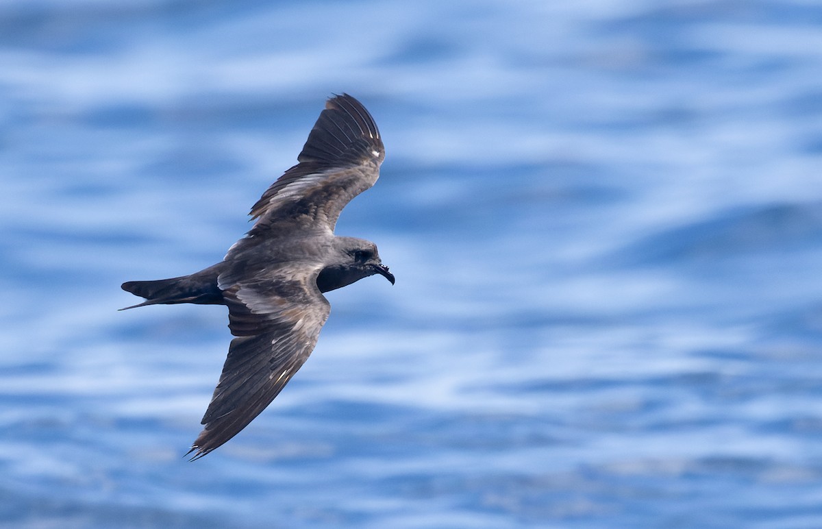 Markham's Storm-Petrel - ML622528521