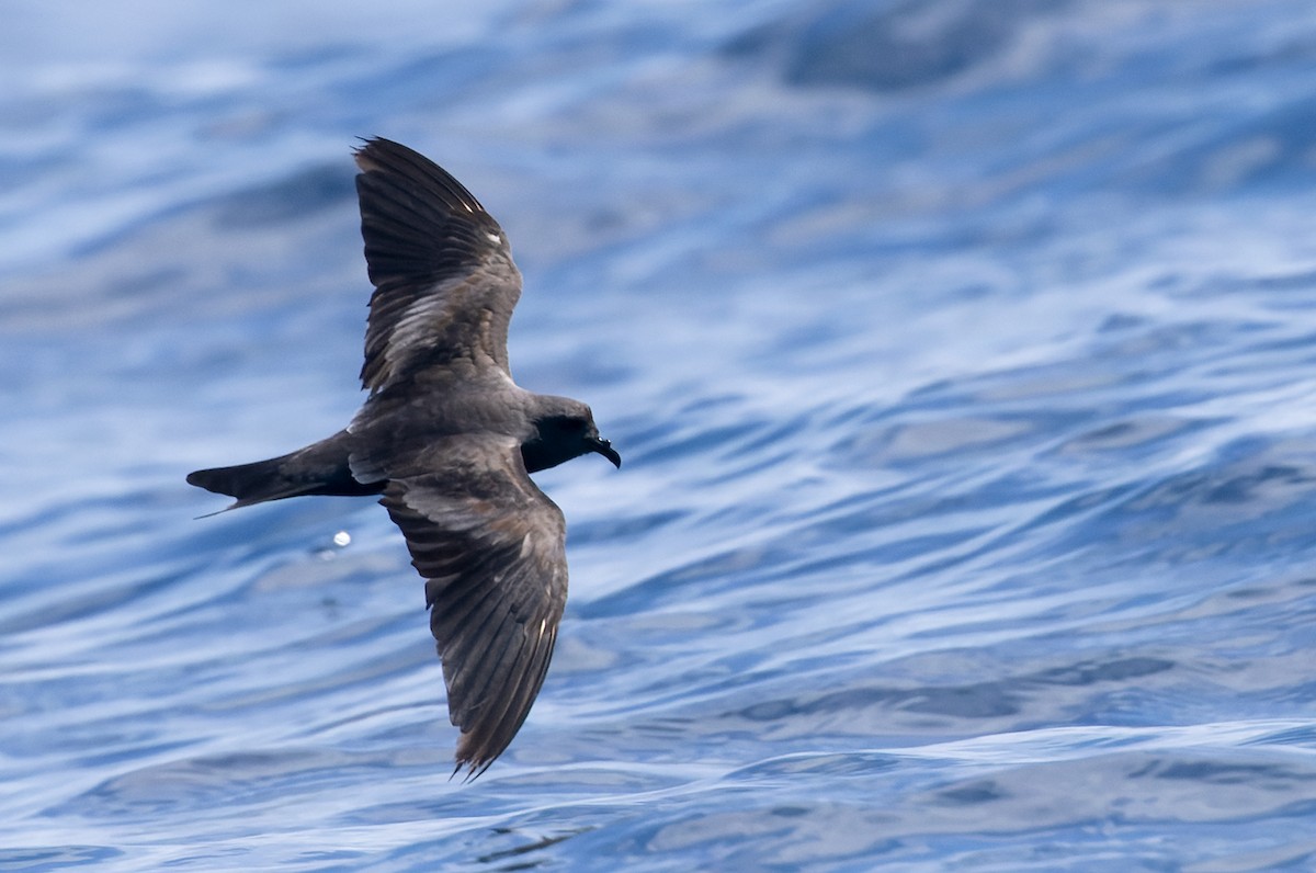 Markham's Storm-Petrel - ML622528522