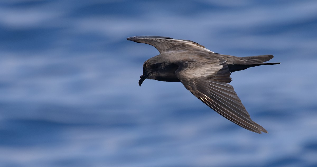 Markham's Storm-Petrel - ML622528528