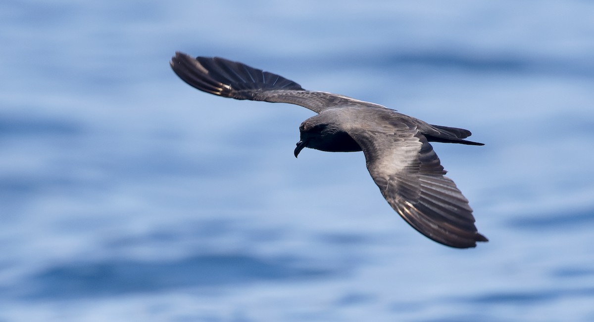 Markham's Storm-Petrel - ML622528529