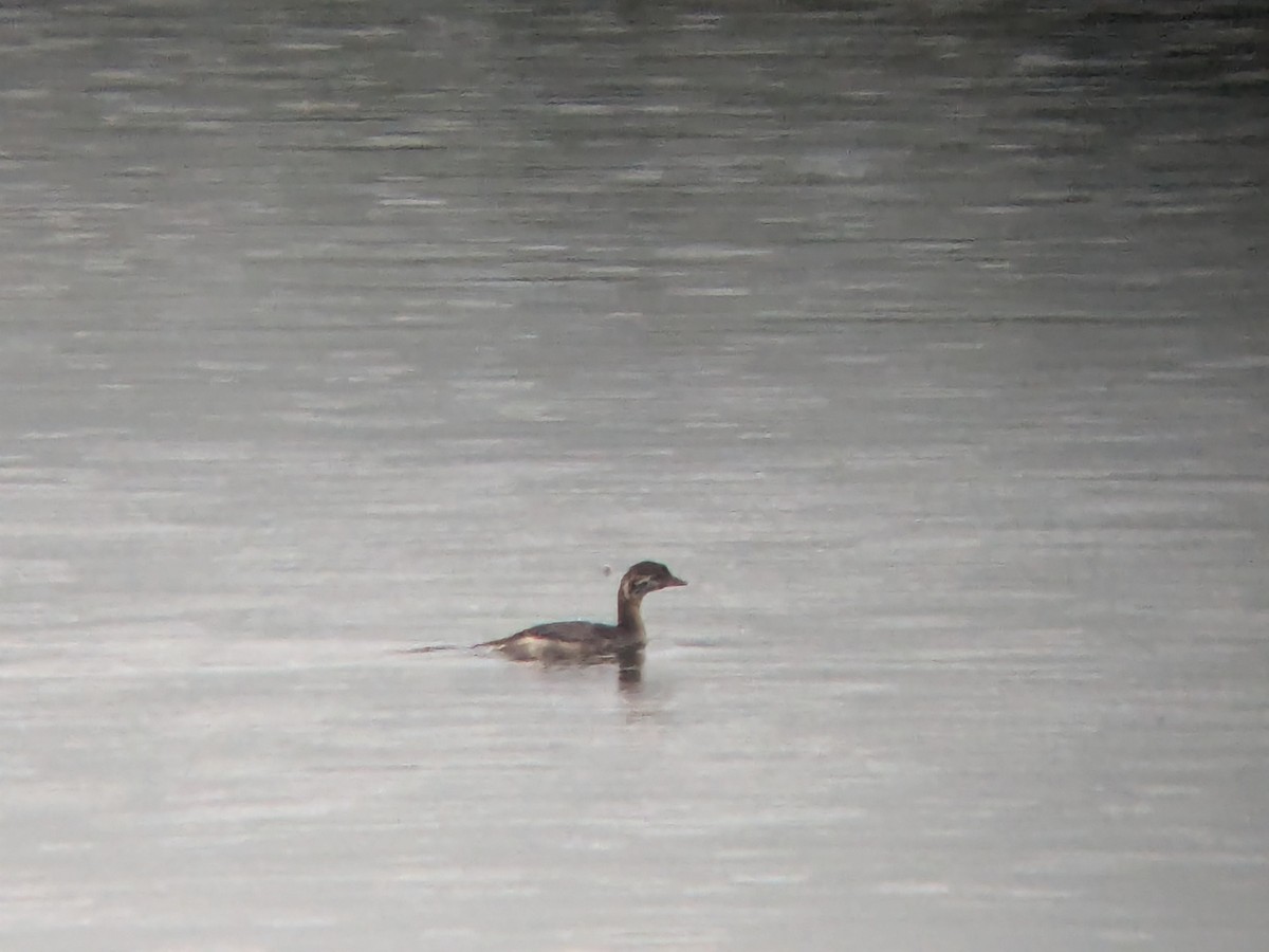 Pied-billed Grebe - ML622528665