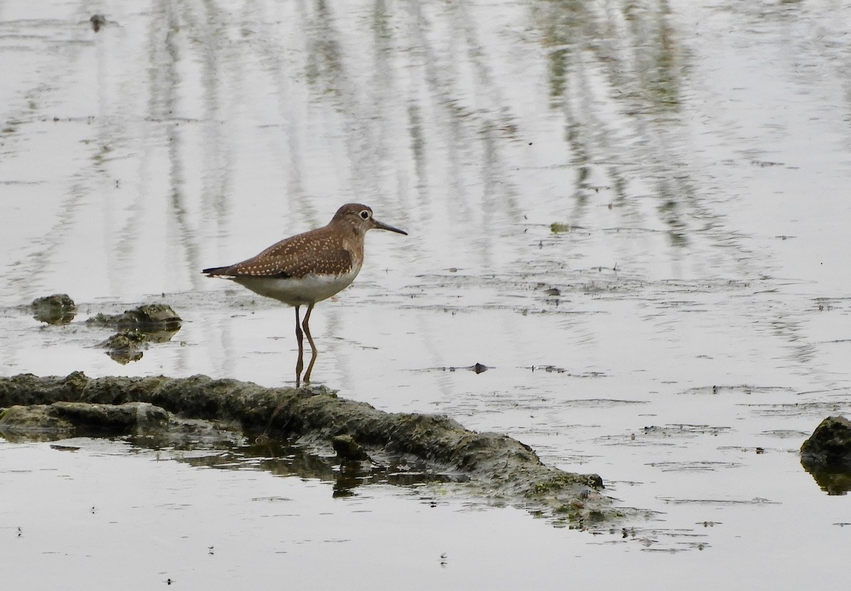 Solitary Sandpiper - ML622528676