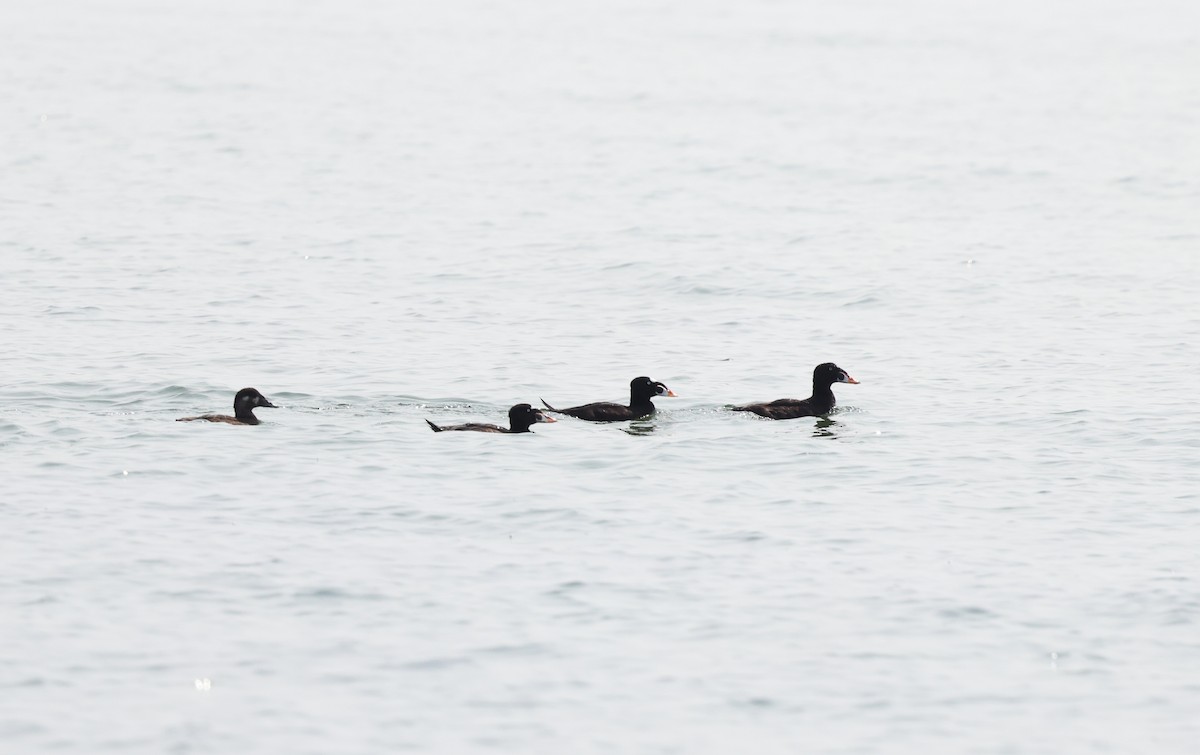 Surf Scoter - ML622528692