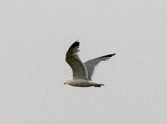 Ring-billed Gull - ML622528702