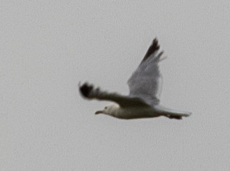 Ring-billed Gull - ML622528703