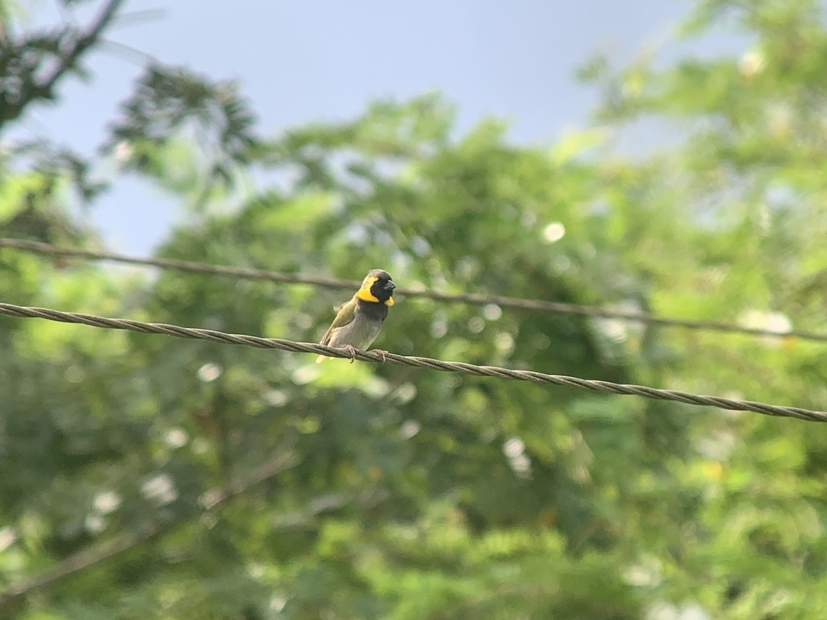 Cuban Grassquit - ML622528711