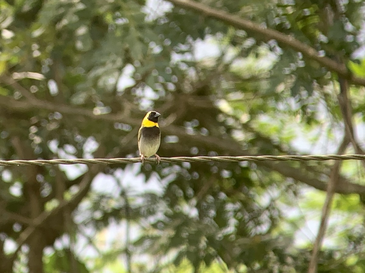 Cuban Grassquit - ML622528754