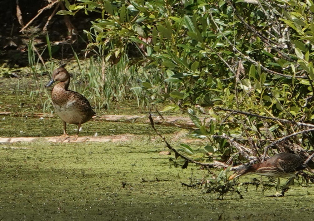 Mallard x Northern Pintail (hybrid) - Duncan Evered