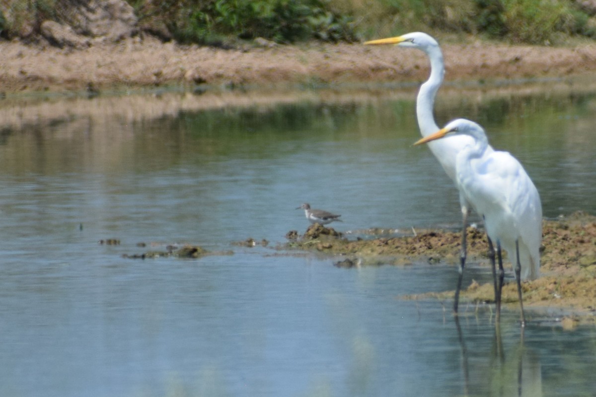 Spotted Sandpiper - ML622528799