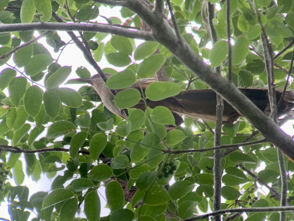 Great Lizard-Cuckoo - ML622528827