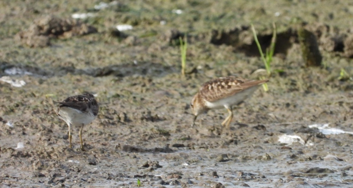 Least Sandpiper - ML622528880