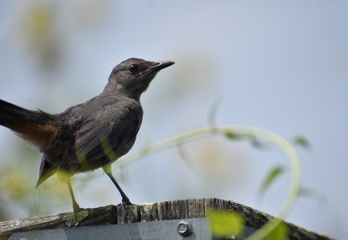 Gray Catbird - ML622528946