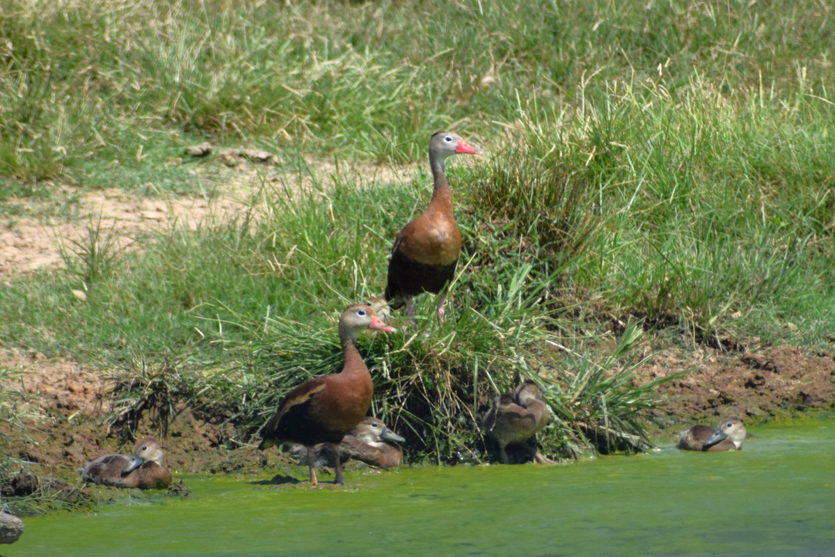 Black-bellied Whistling-Duck - ML622528962