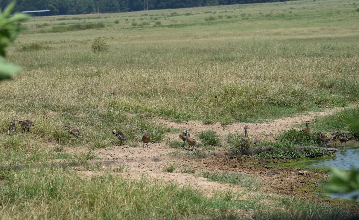 Black-bellied Whistling-Duck - ML622528963