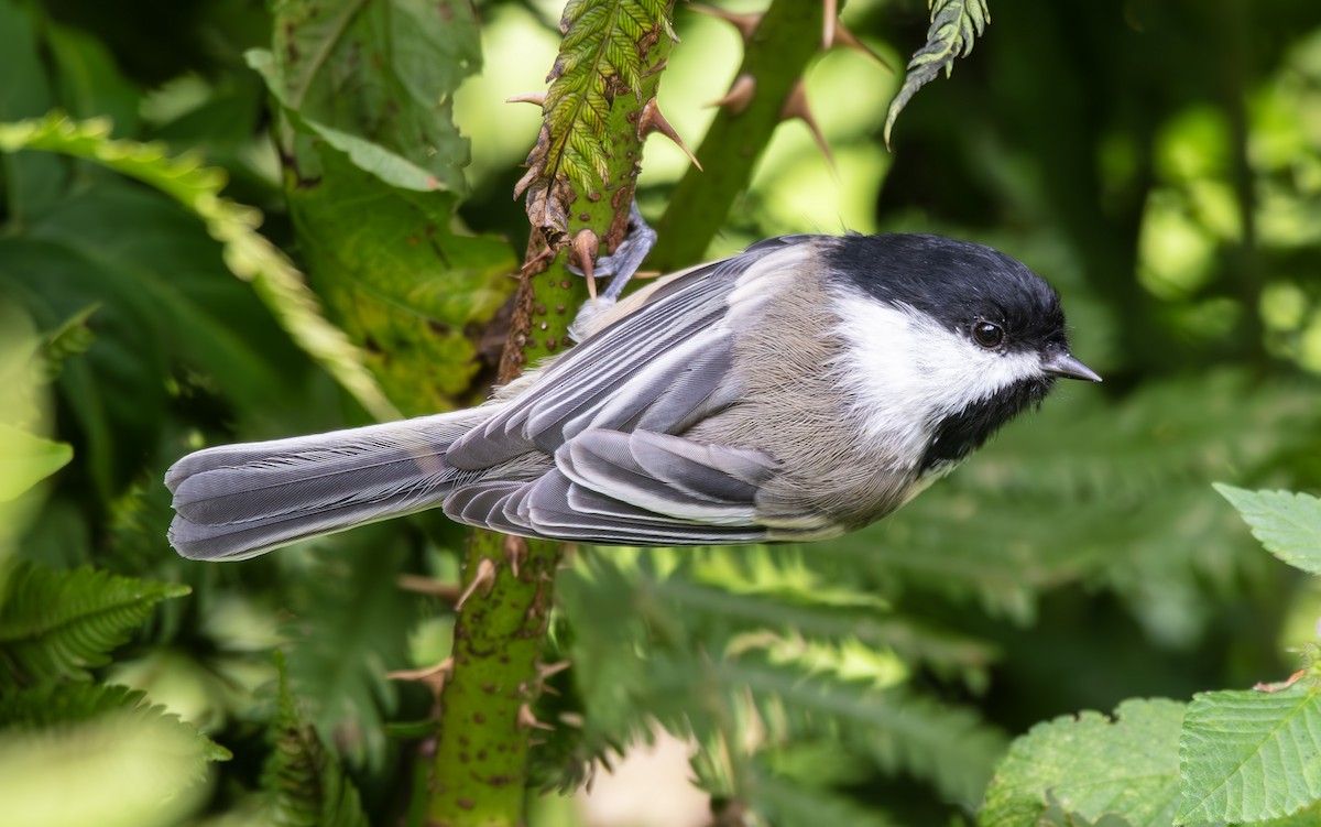 Black-capped Chickadee - ML622528964