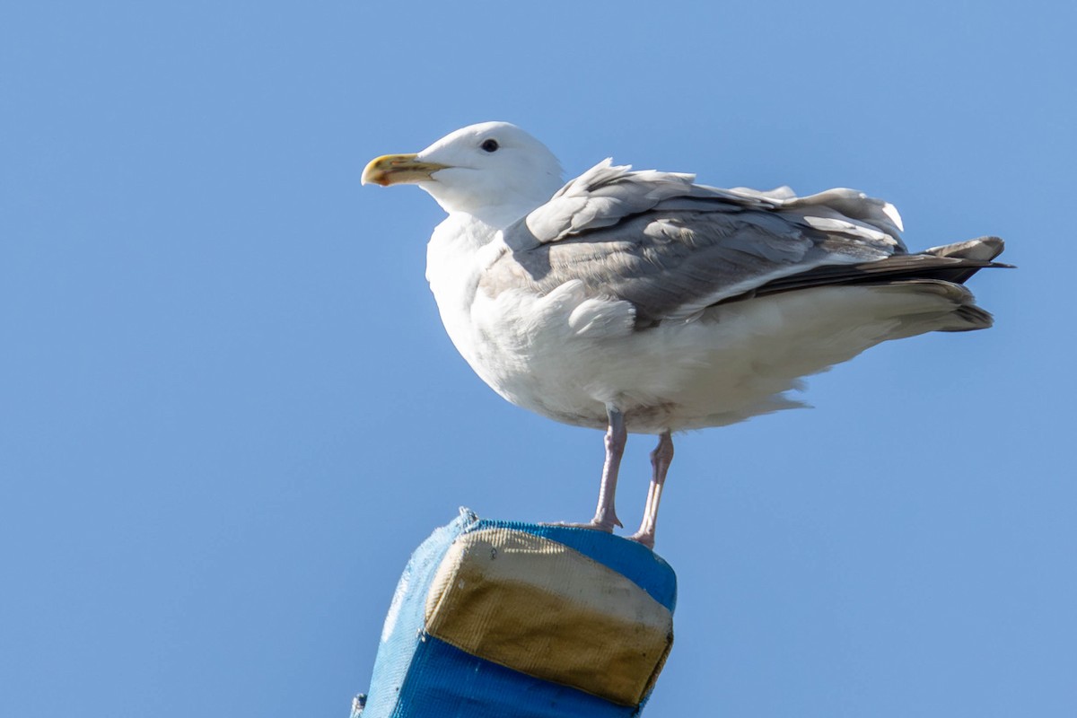 Western x Glaucous-winged Gull (hybrid) - ML622528973