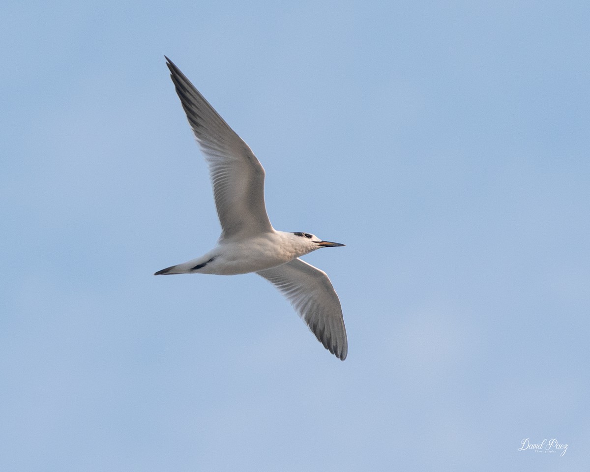 Sandwich Tern - ML622529097