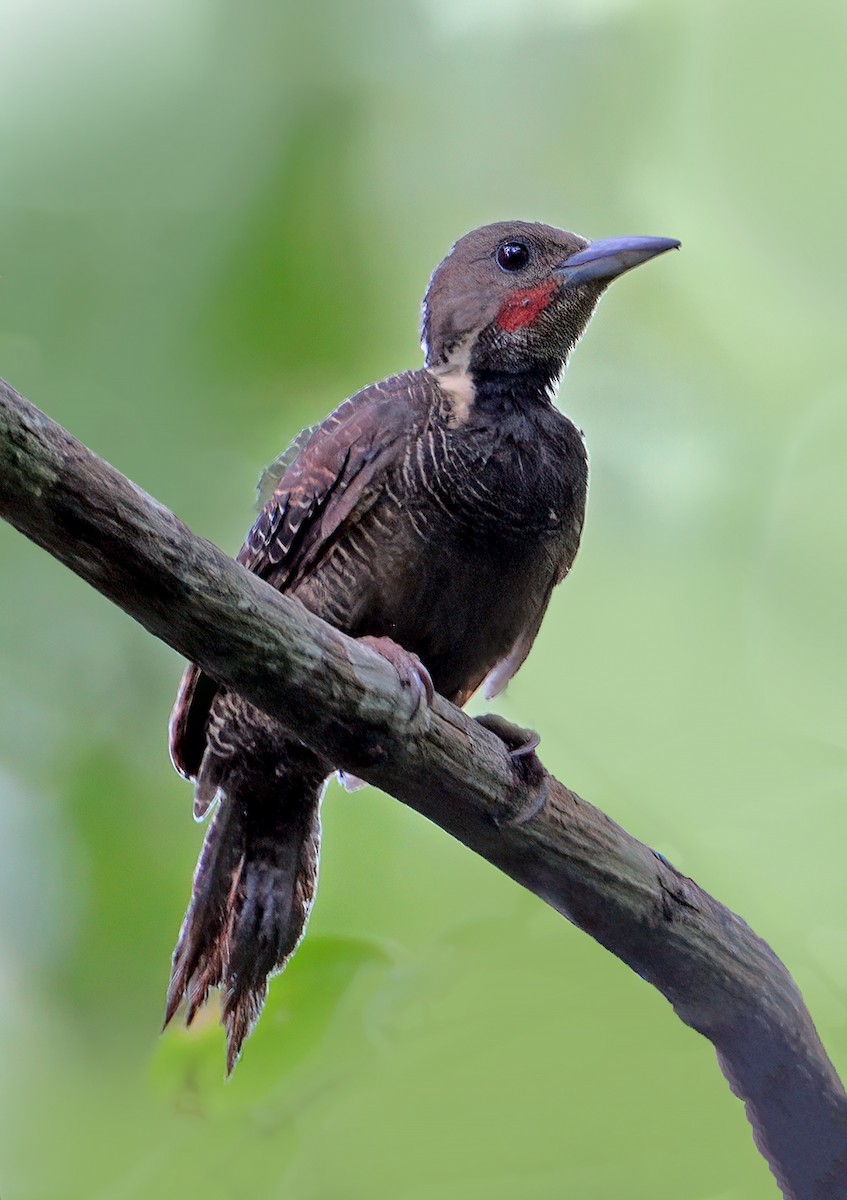 Buff-necked Woodpecker - ML622529098