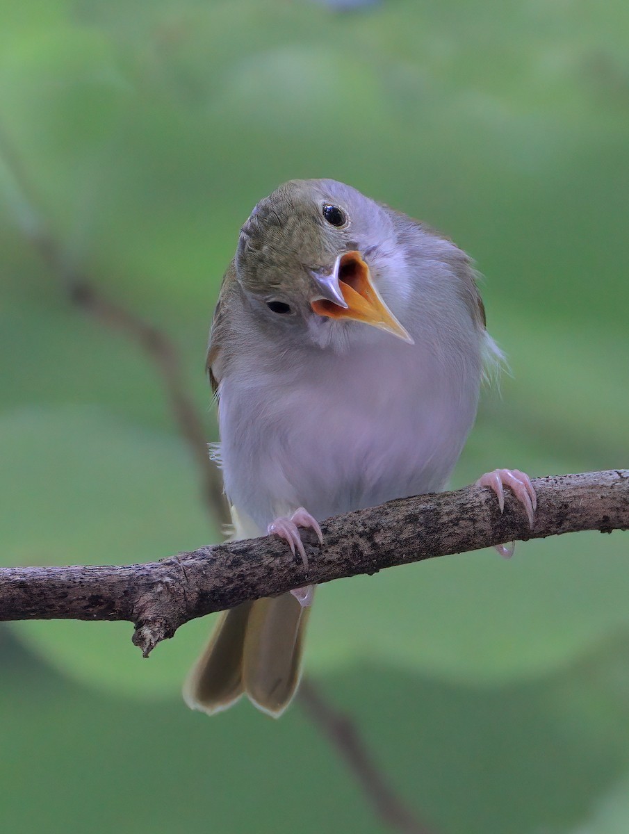 White-bellied Erpornis - ML622529110