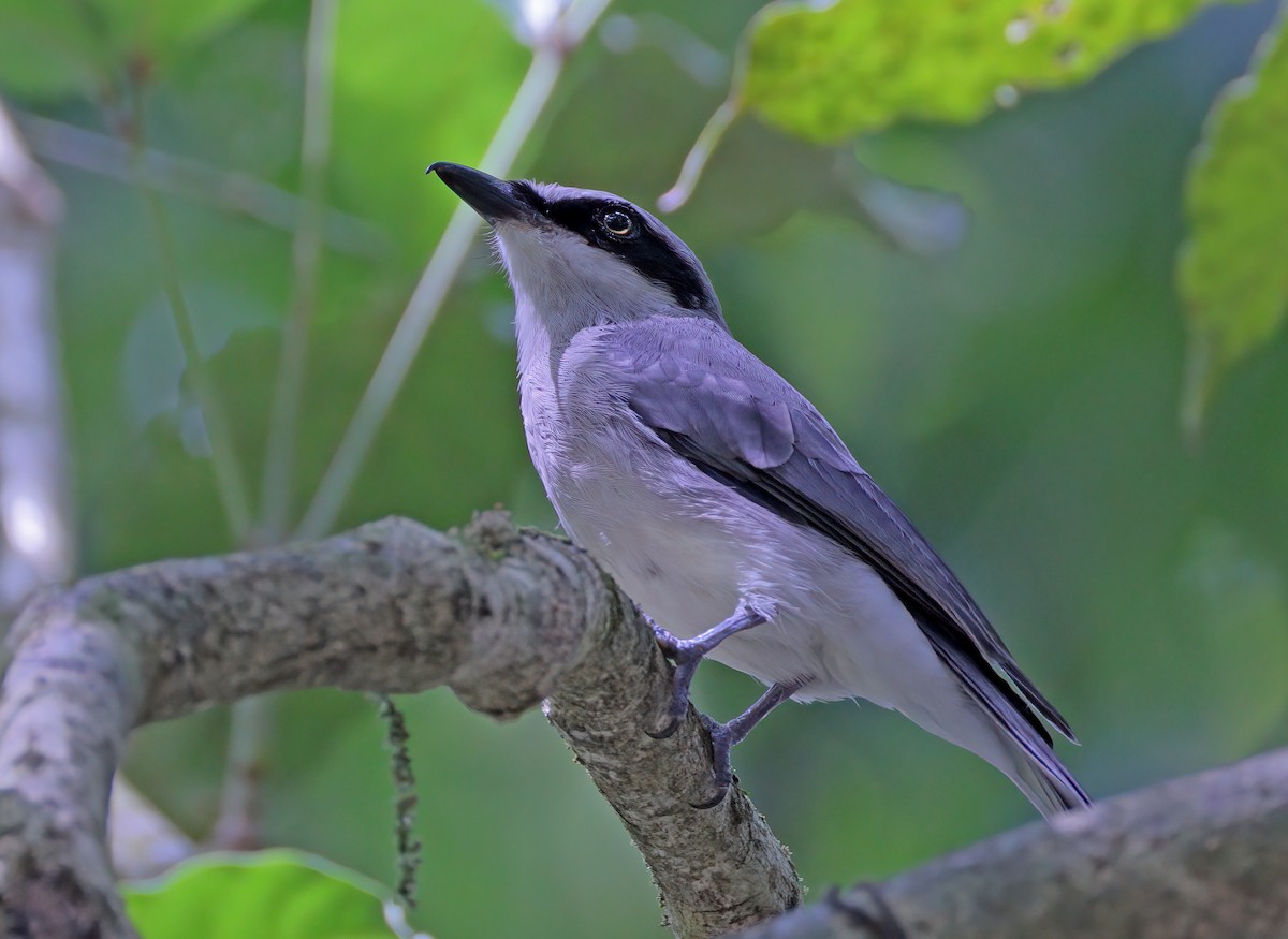 Large Woodshrike - ML622529113