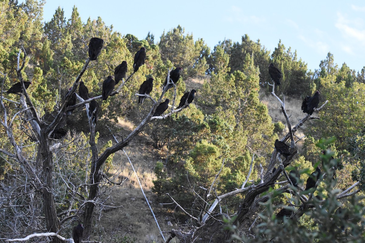 Turkey Vulture (Northern) - ML622529118