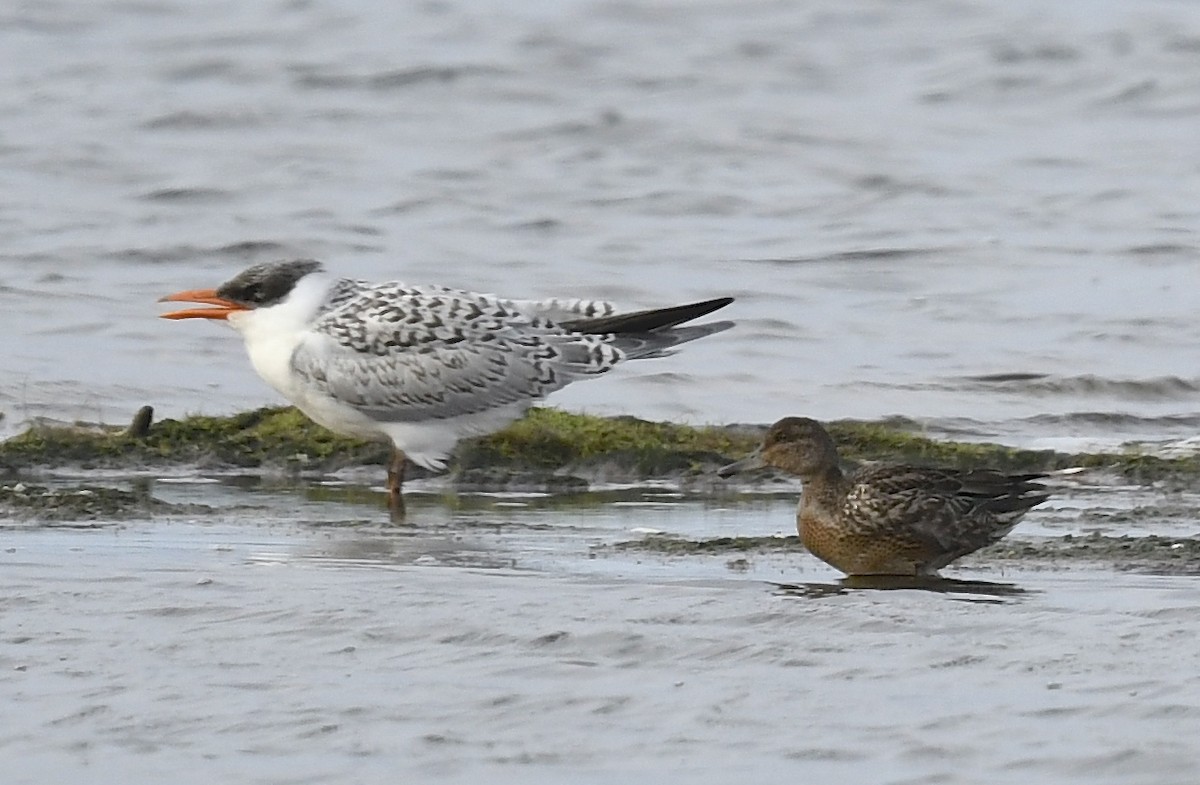 Green-winged Teal - ML622529120