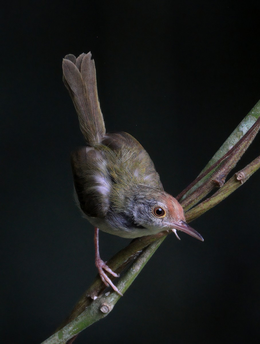 Common Tailorbird - ML622529128