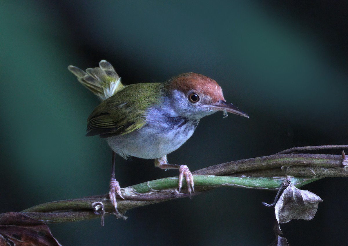 Dark-necked Tailorbird - sheau torng lim