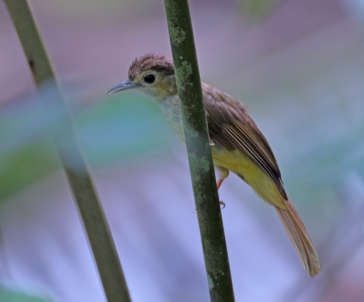 Hairy-backed Bulbul - ML622529157