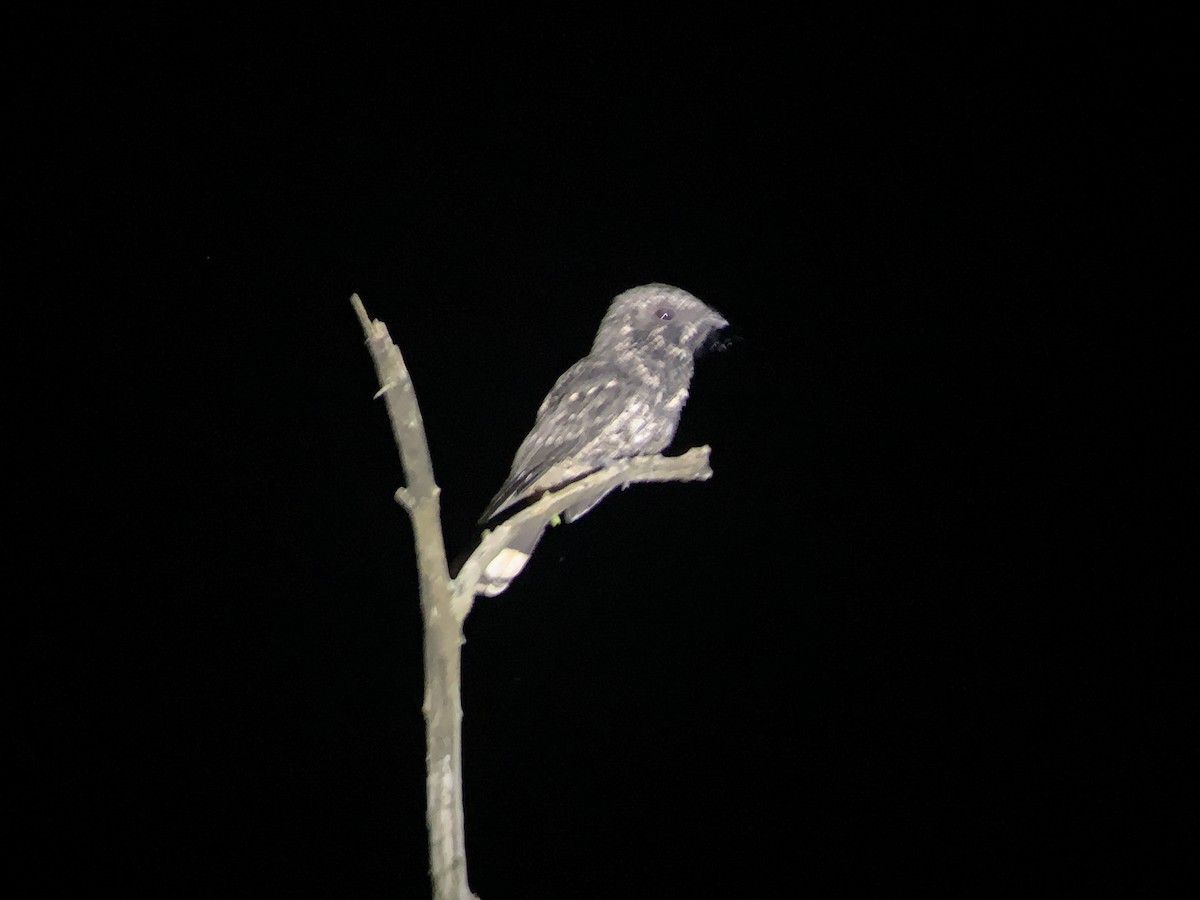 Cuban Nightjar - Casper (Philip) Leygraaf