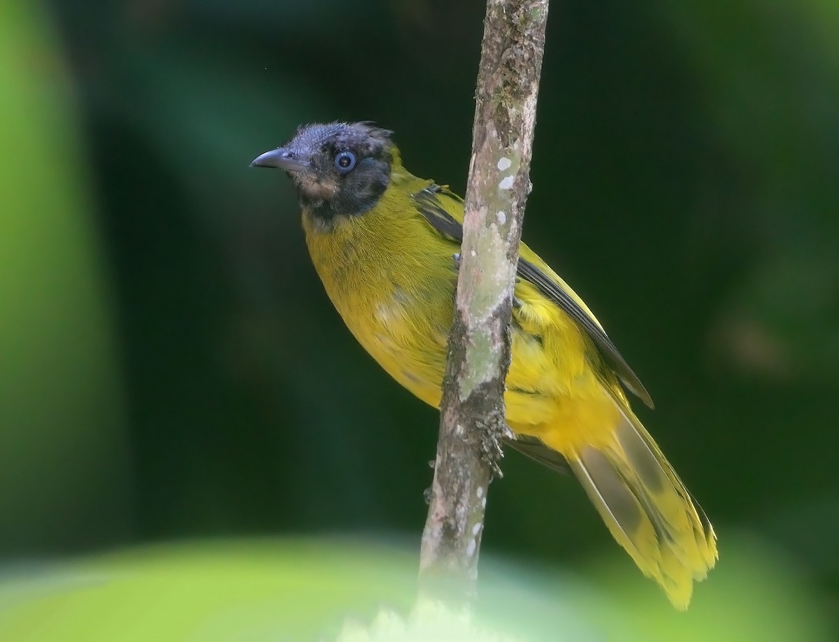 Black-headed Bulbul - ML622529189