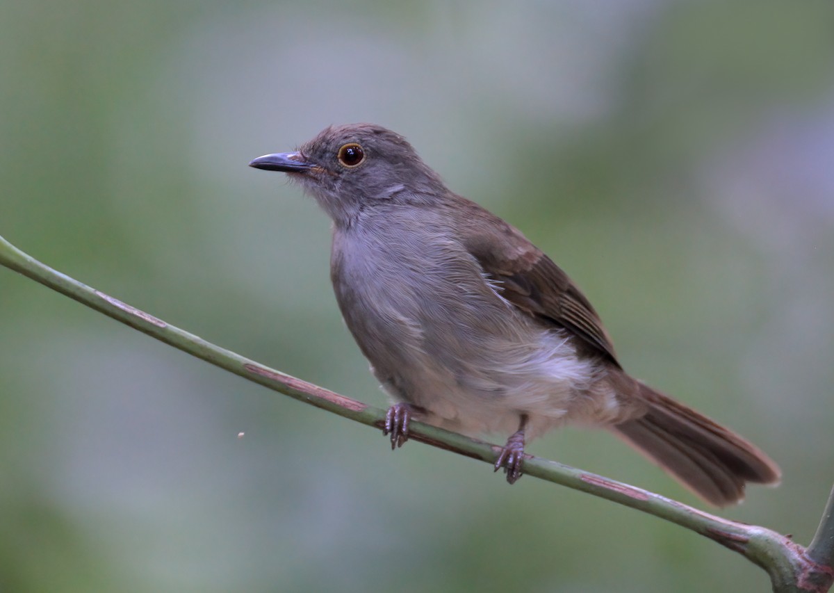 Spectacled Bulbul - ML622529195