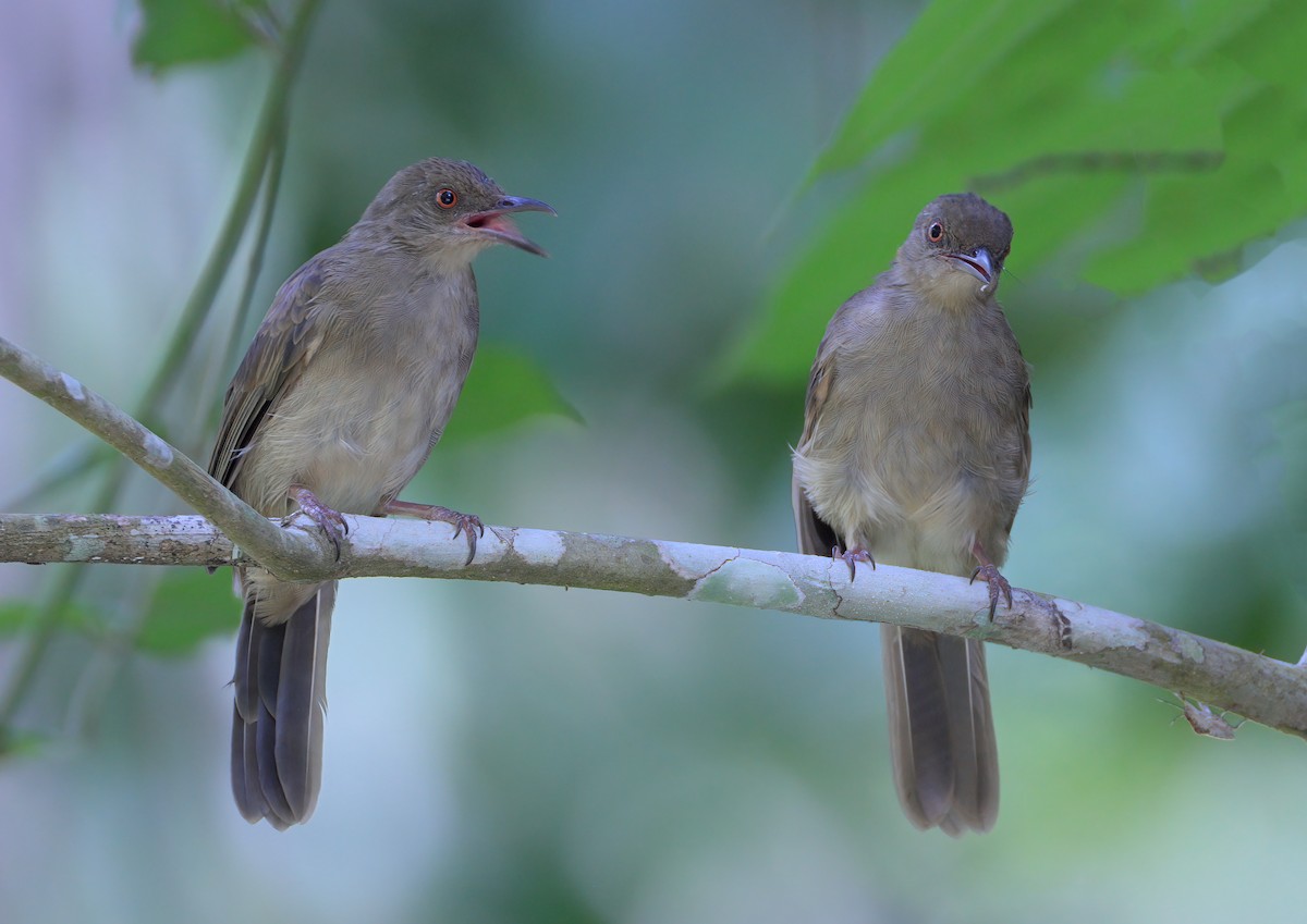 Red-eyed Bulbul - ML622529209